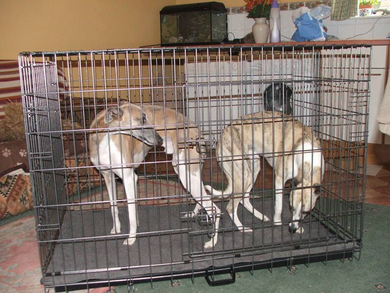 Whippet Cage Dog Forum dogforum.co.uk